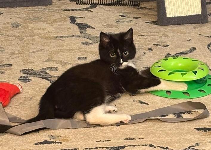 Mr. Moo, an adoptable Domestic Short Hair in Sayreville, NJ image 1/2