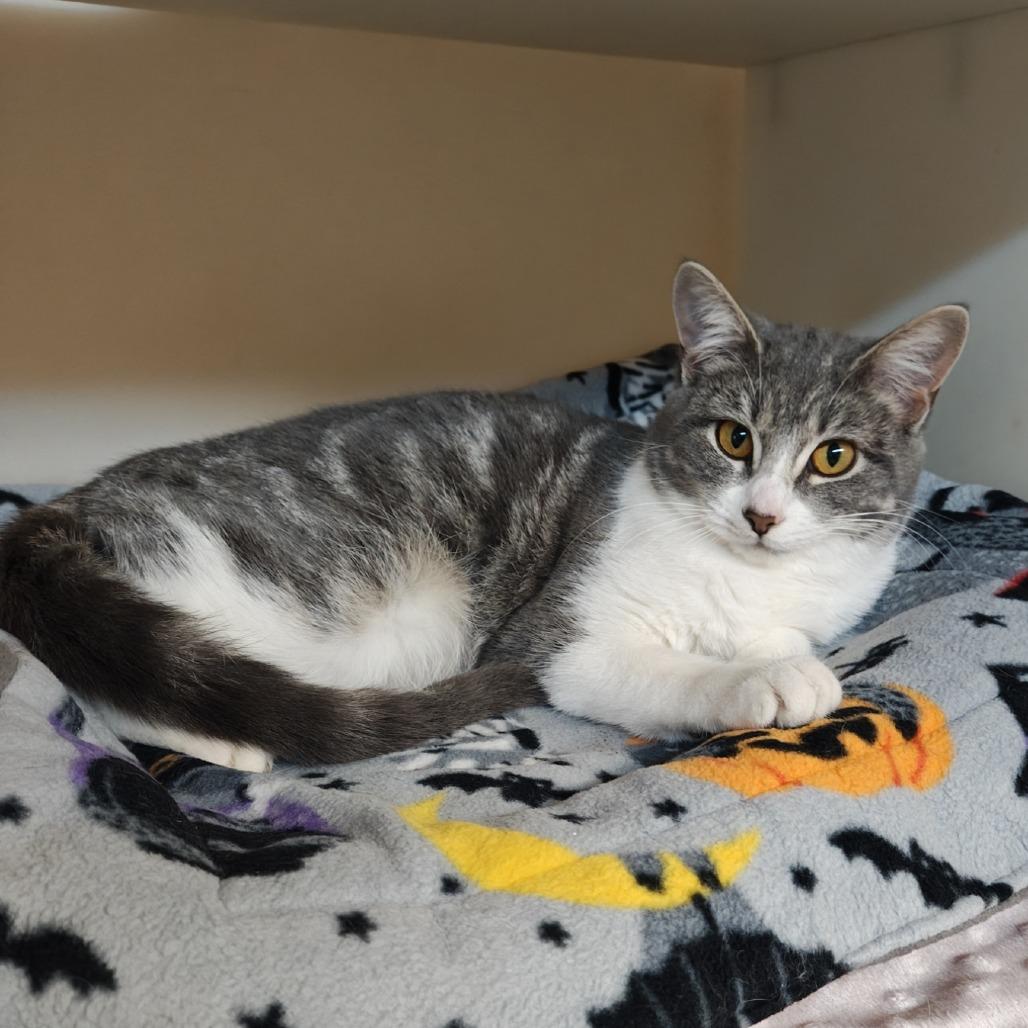Enlarge Casita, a Adoptable Domestic Short Hair in Madison, WI image 1/4