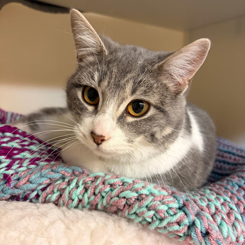 Enlarge Casita, a Adoptable Domestic Short Hair in Madison, WI image 2/4