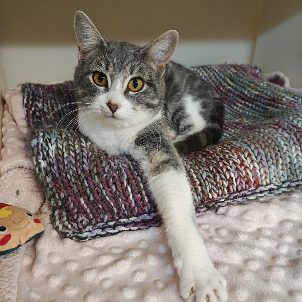 Enlarge Casita, a Adoptable Domestic Short Hair in Madison, WI image 3/4