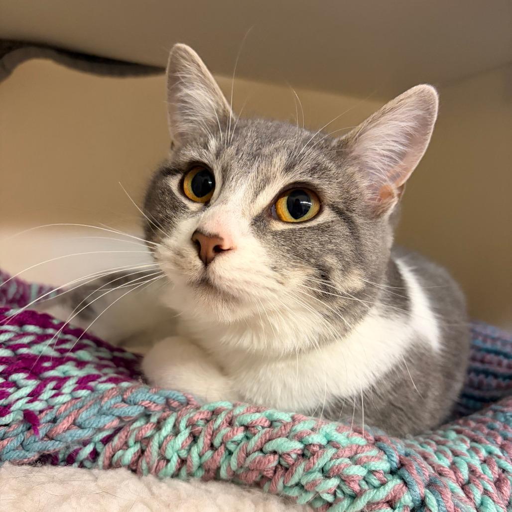 Enlarge Casita, a Adoptable Domestic Short Hair in Madison, WI image 4/4