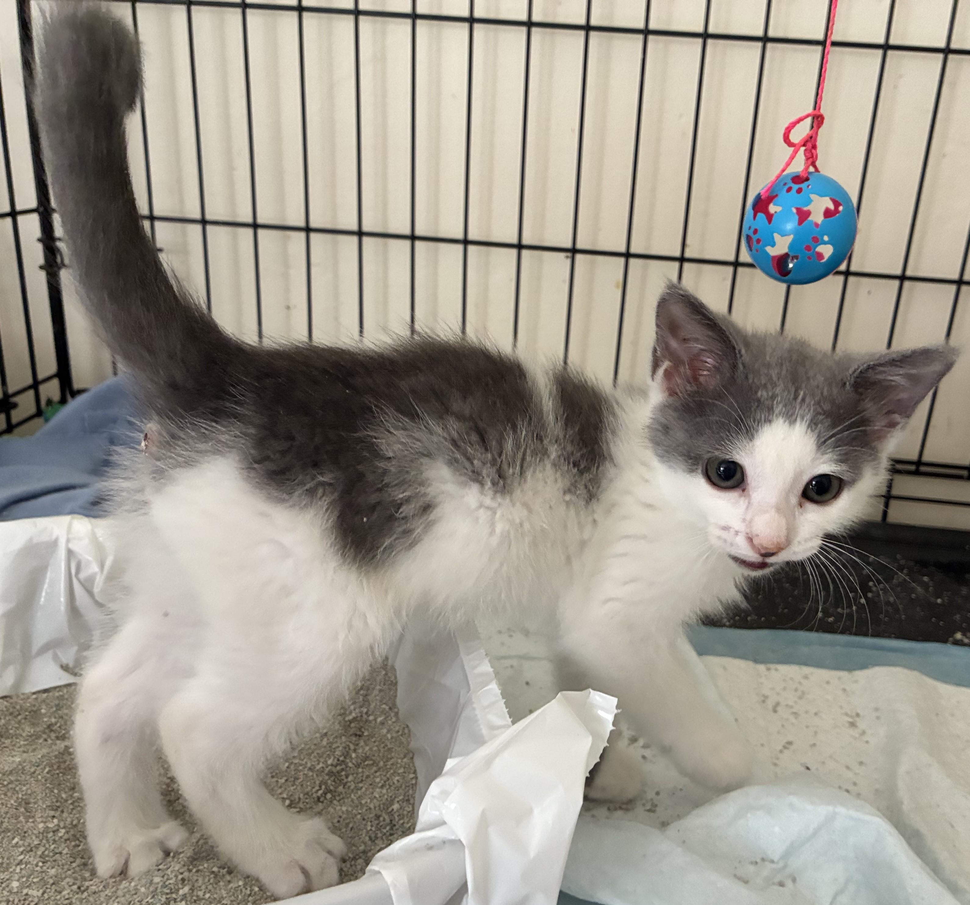 Enlarge Clara Belle, an adopted mixed breed in Dawson, GA image 1/3