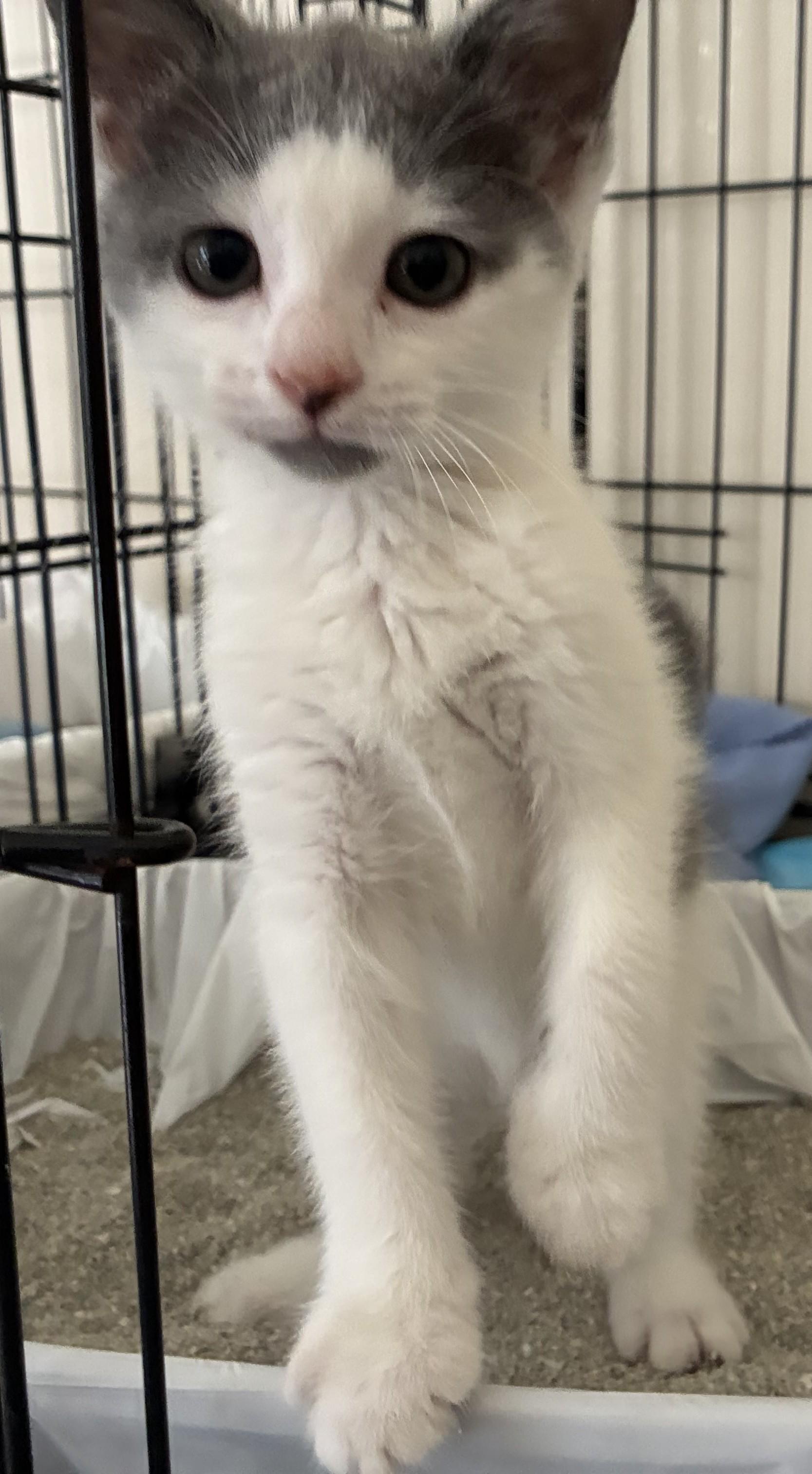 Enlarge Clara Belle, an adopted mixed breed in Dawson, GA image 2/3