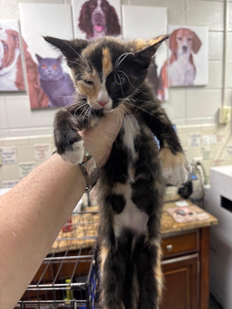 Mira, Adoptable, Young Female Domestic Short Hair.