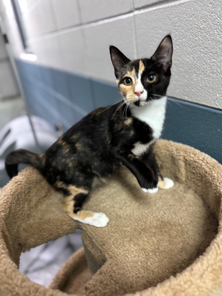 Enlarge Mira, a Adoptable mixed breed in Tifton, GA image 2/2