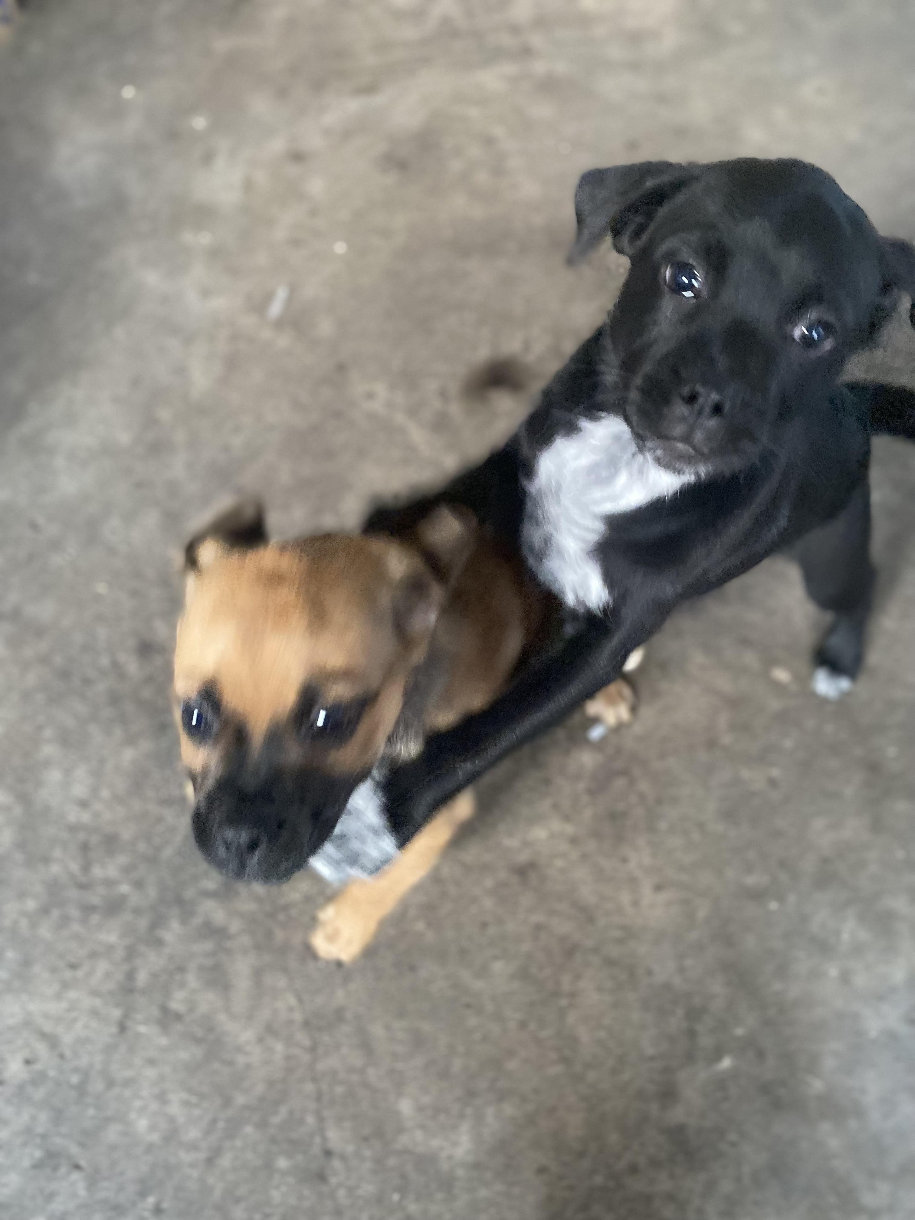 Frieda, an adopted mixed breed in Century City, CA image 2/5