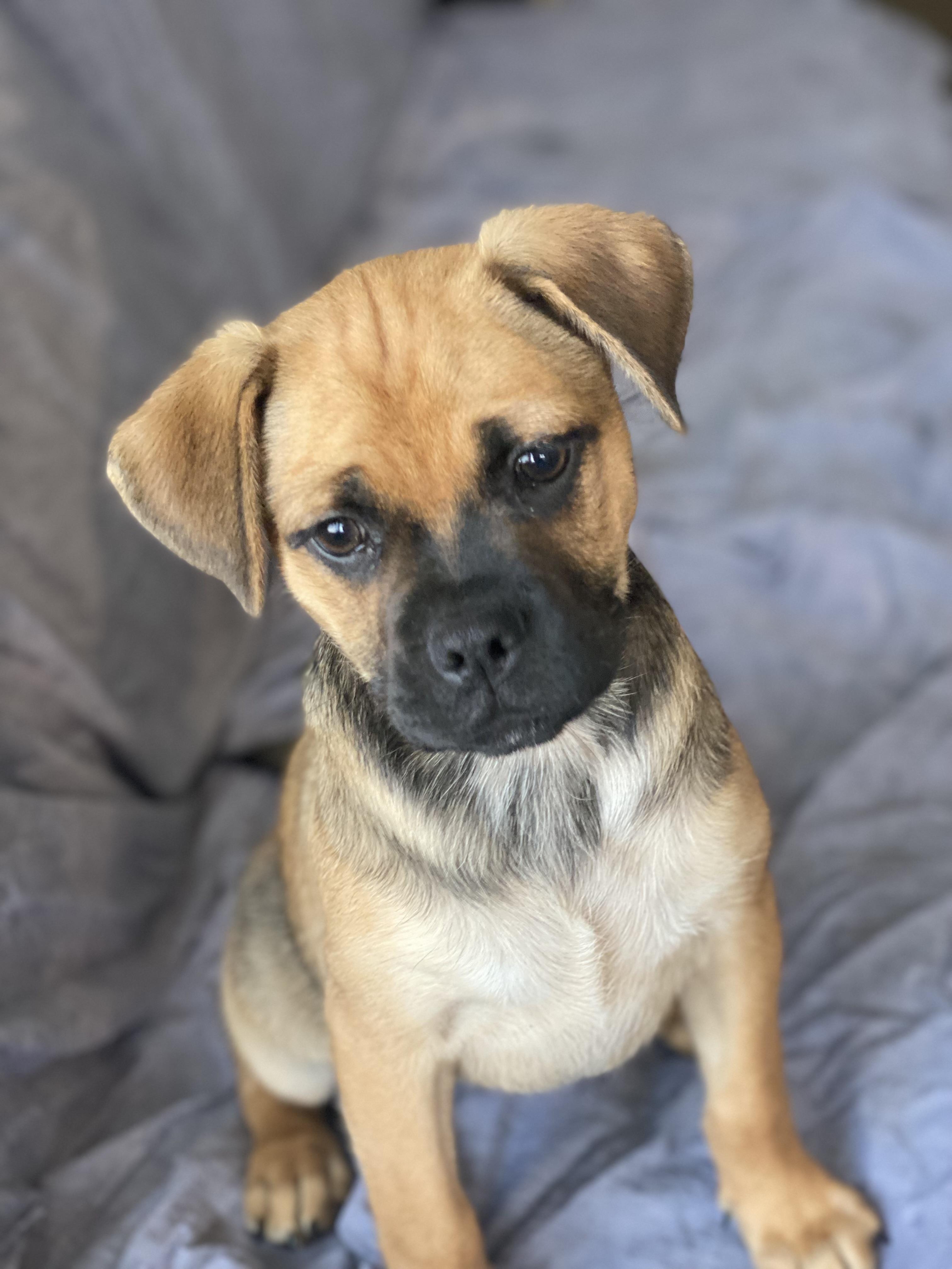 Frieda, an adopted mixed breed in Century City, CA image 3/5