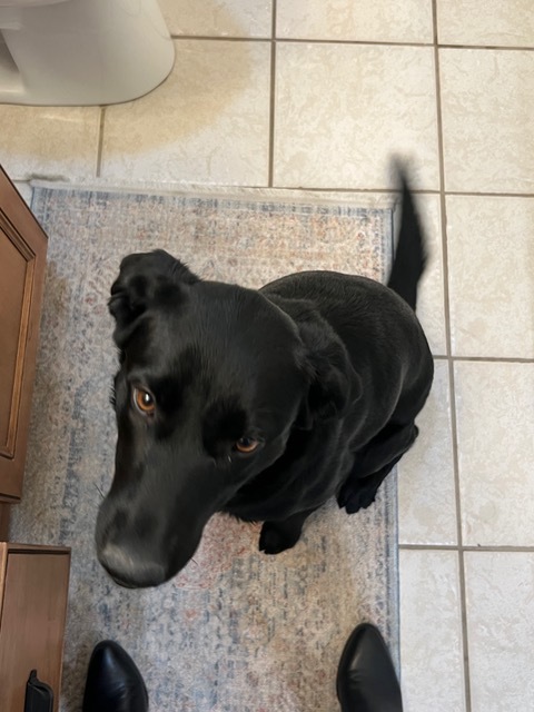 Diamond, Adopted, Young Female Black Labrador Retriever.