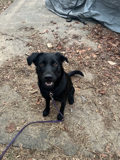 Enlarge Diamond, a Adopted Black Labrador Retriever in Louisville, KY image 2/3