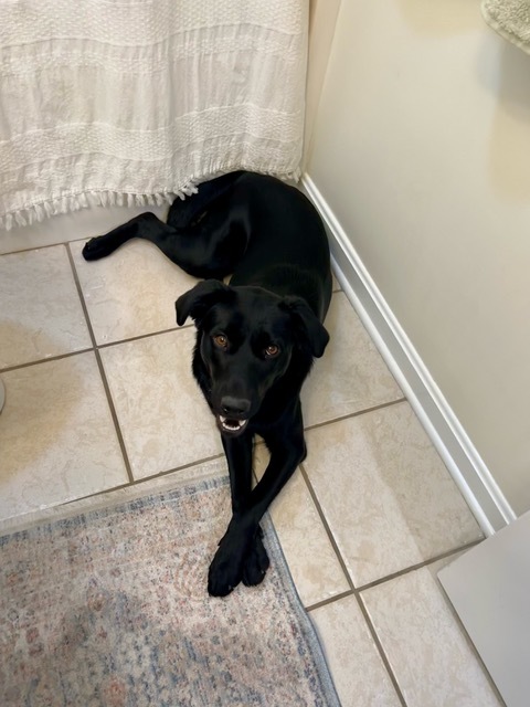 Enlarge Diamond, a Adopted Black Labrador Retriever in Louisville, KY image 3/3