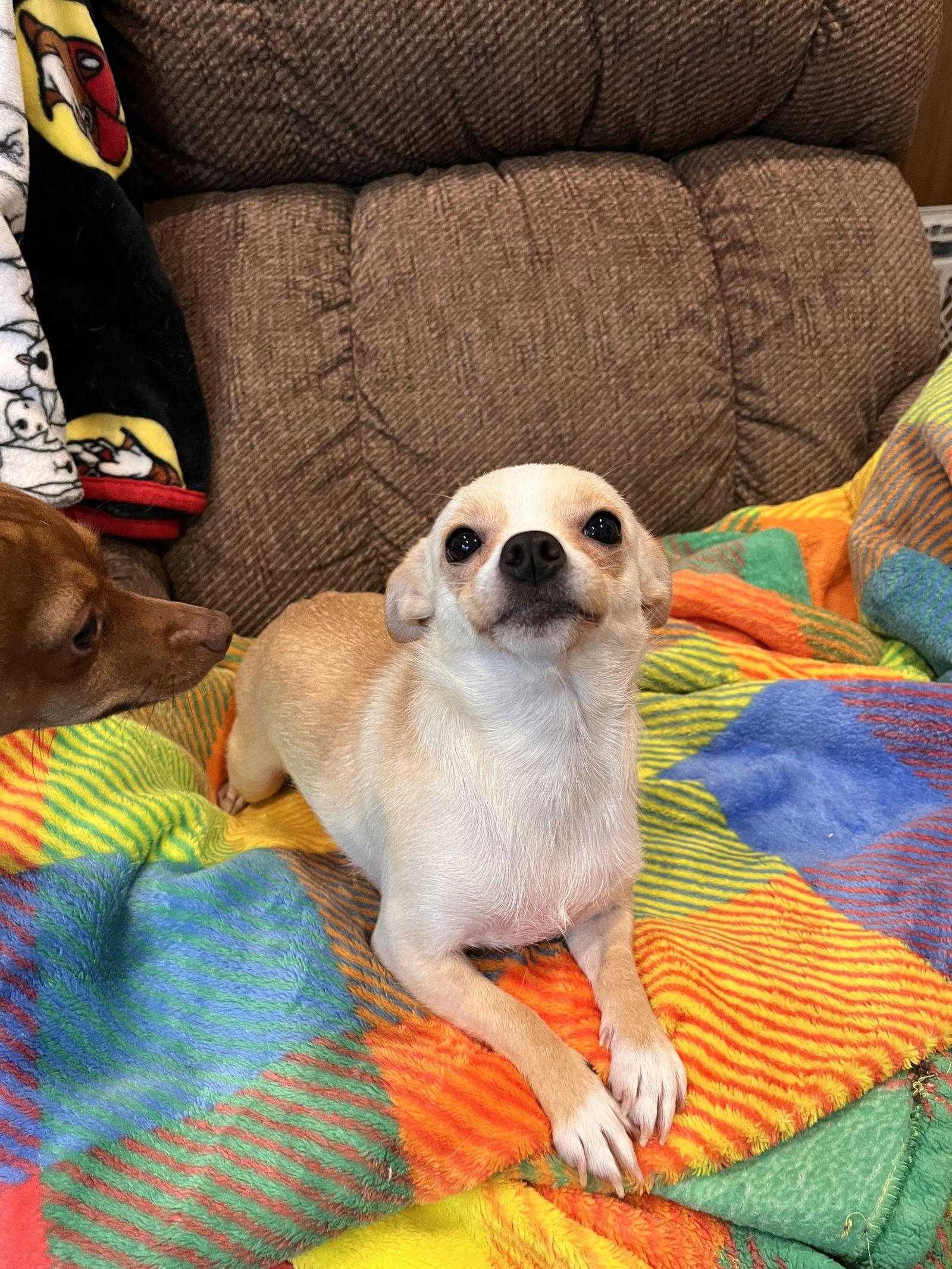 Enlarge Sabrina, a Adoptable Chihuahua in Capistrano Beach, CA image 1/2