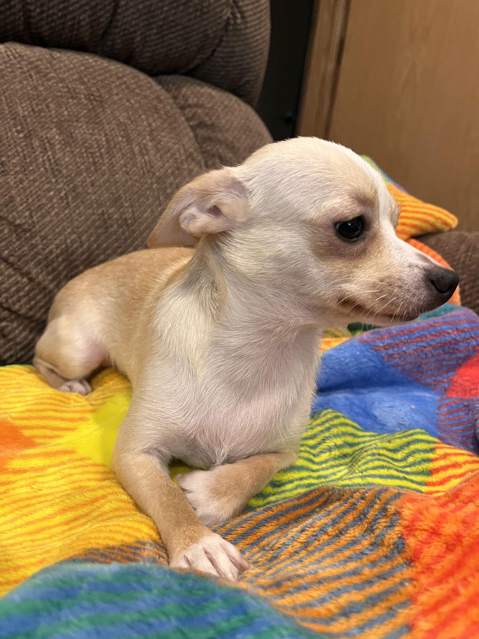 Enlarge Sabrina, a Adoptable Chihuahua in Capistrano Beach, CA image 2/2