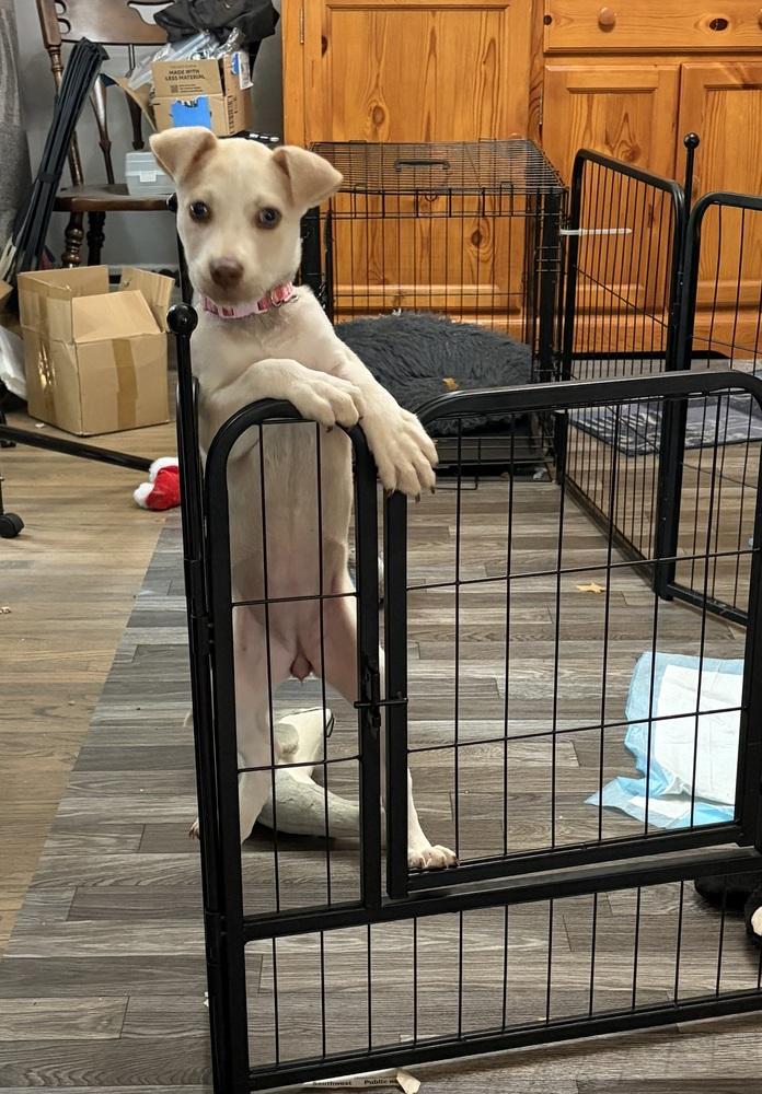 Enlarge 1463 Nellie, a Adoptable mixed breed in Plymouth, MI image 1/4