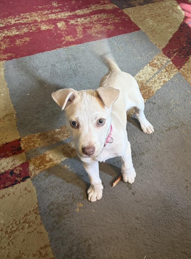 Enlarge 1463 Nellie, a Adoptable mixed breed in Plymouth, MI image 2/4