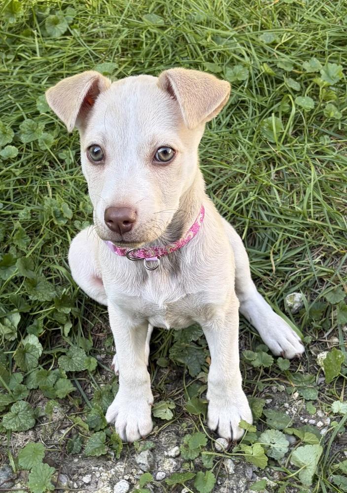 Enlarge 1463 Nellie, a Adoptable mixed breed in Plymouth, MI image 3/4