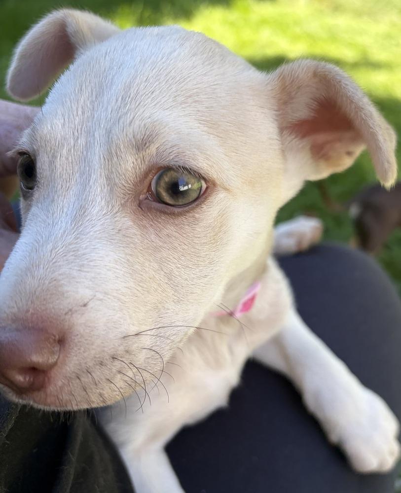 Enlarge 1463 Nellie, a Adoptable mixed breed in Plymouth, MI image 4/4