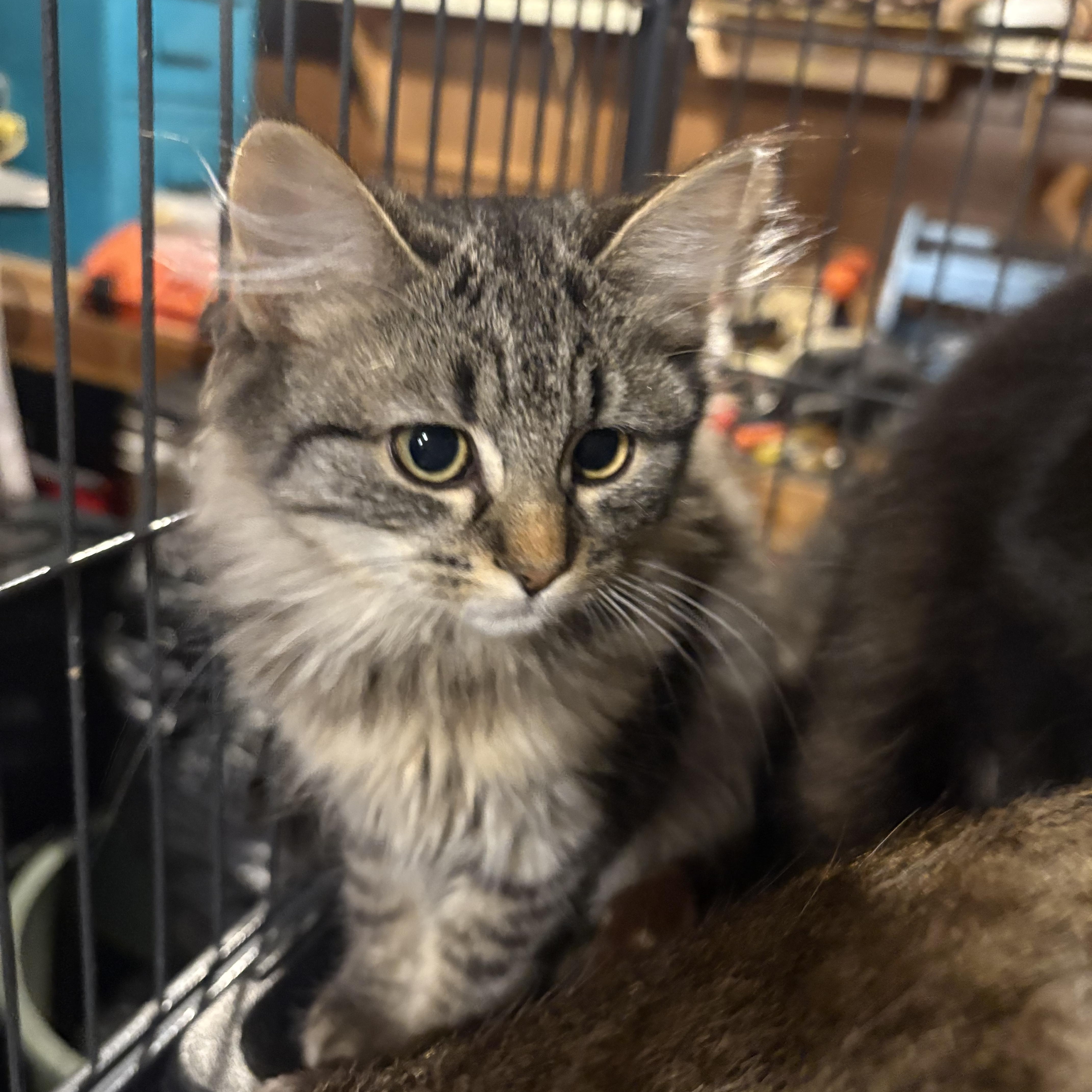 Aesira, a Adoptable Domestic Long Hair in Fredericton, NB image 6/6