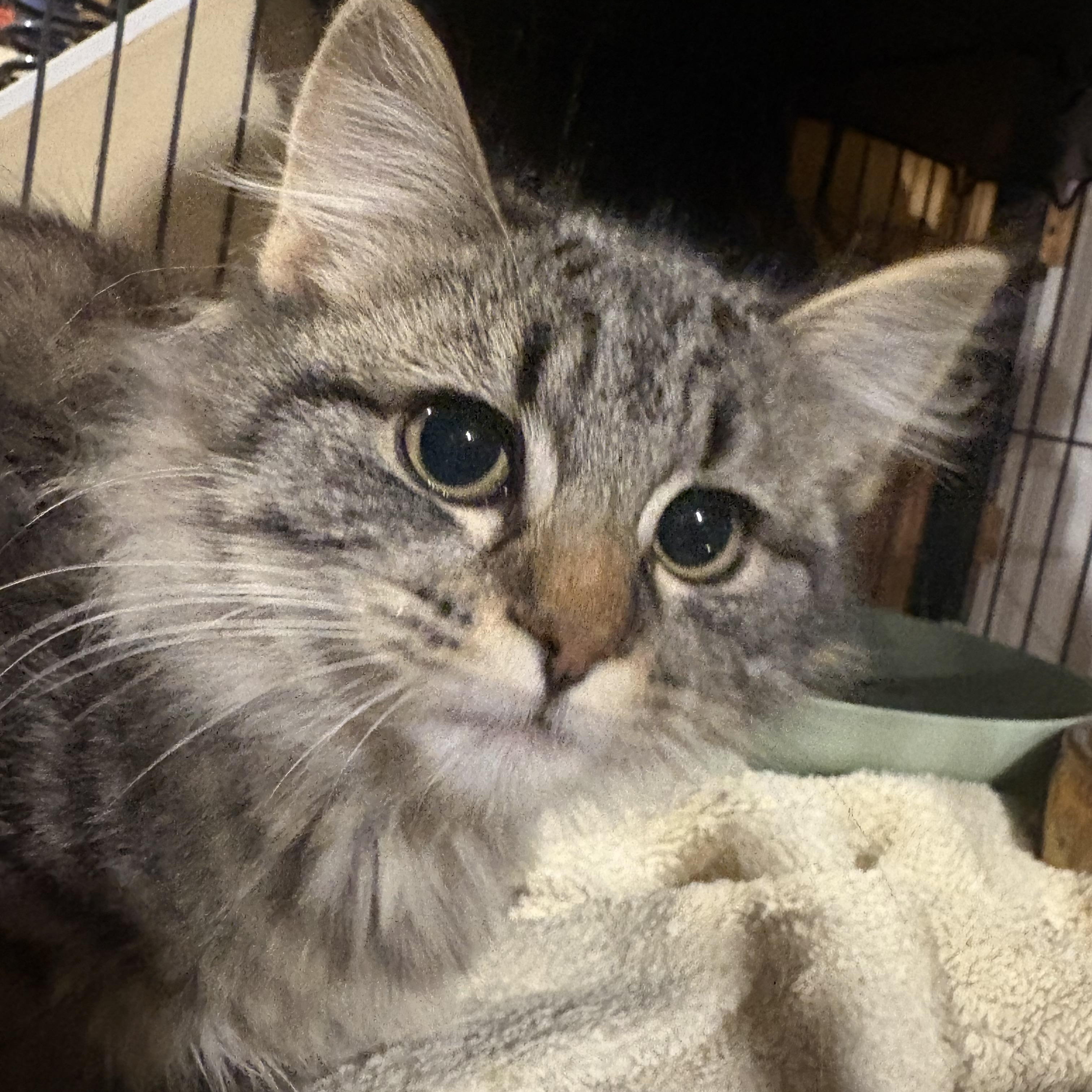 Aesira, a Adoptable Domestic Long Hair in Fredericton, NB image 5/6