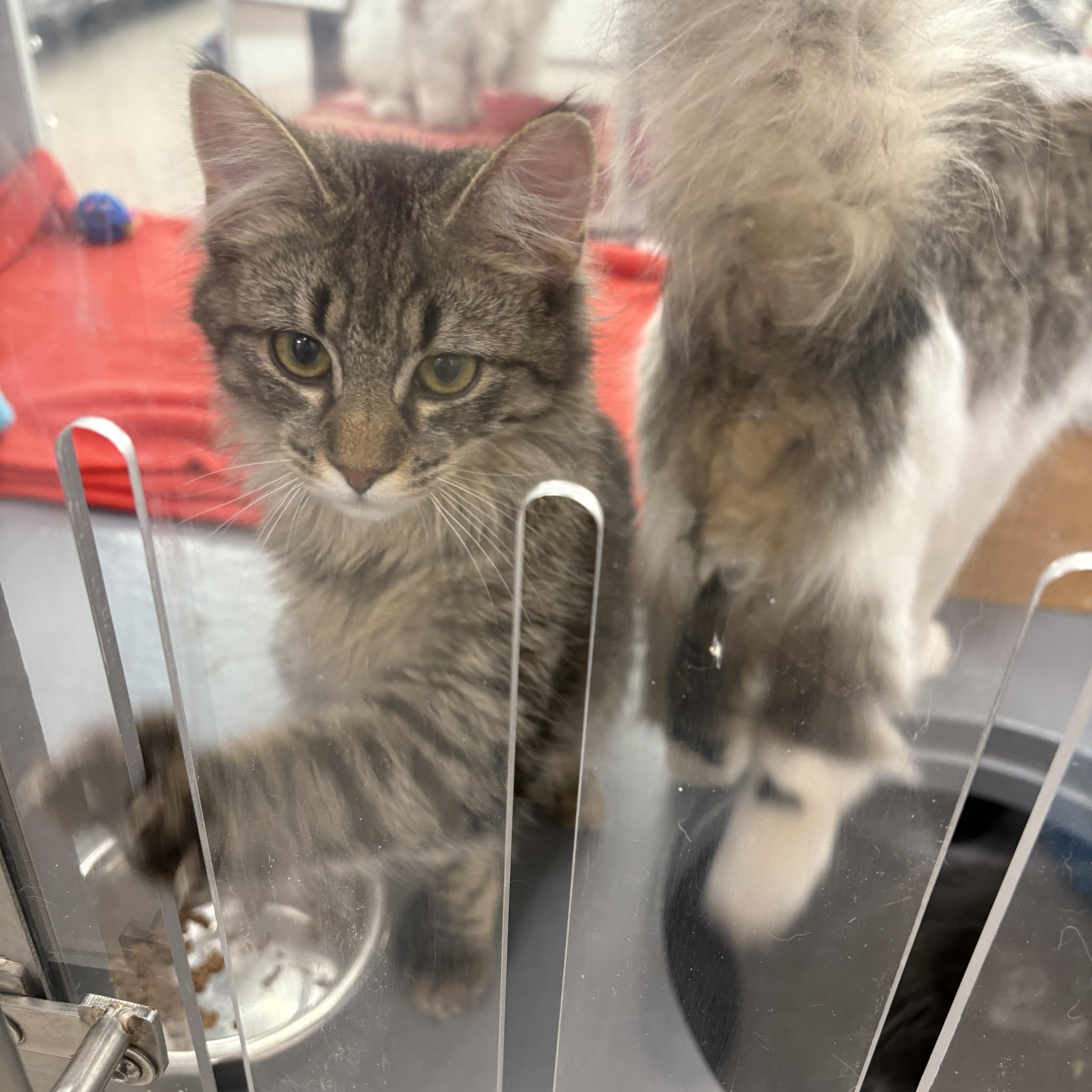 Aesira, a Adoptable Domestic Long Hair in Fredericton, NB image 2/6