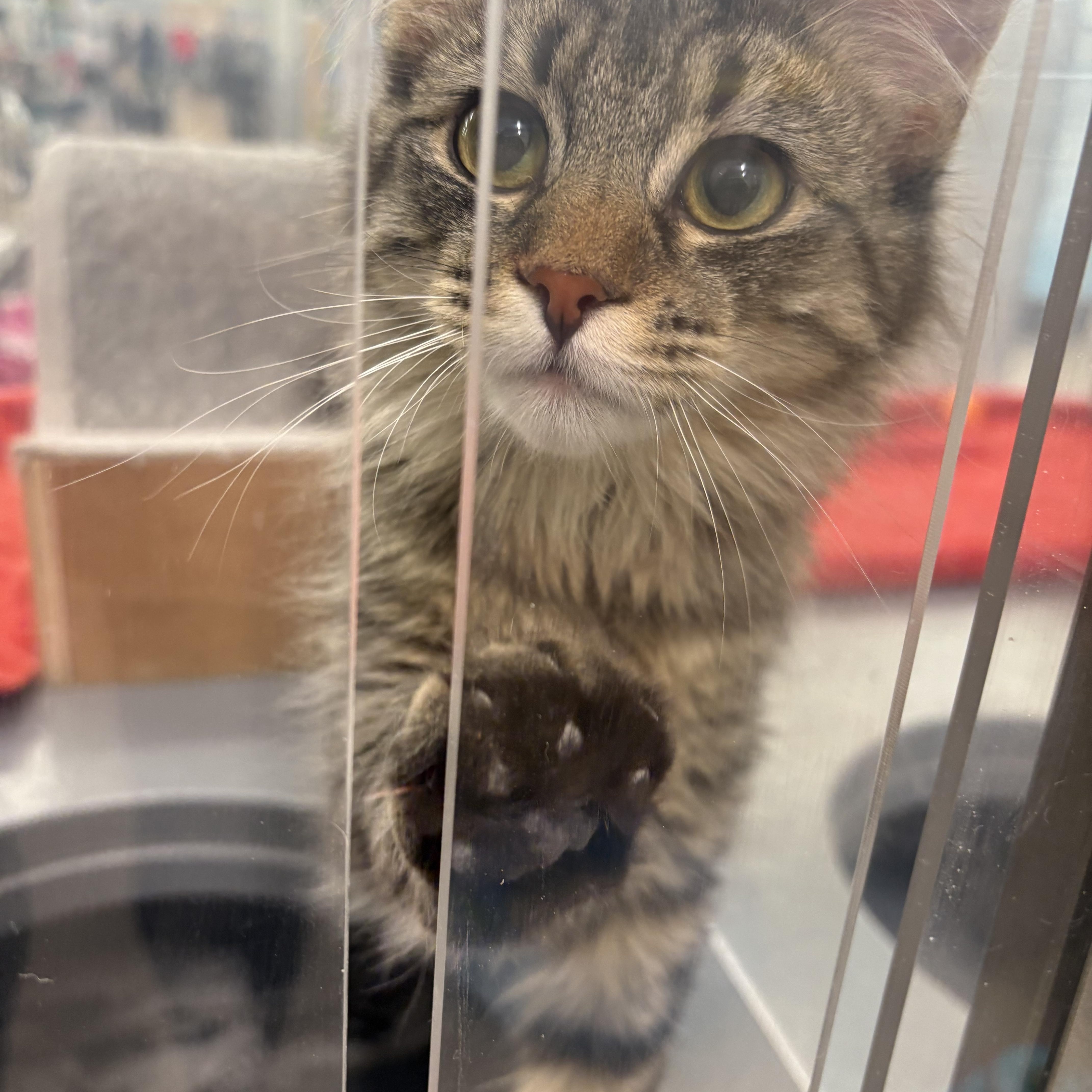 Aesira, Adoptable, Young Female Domestic Long Hair.