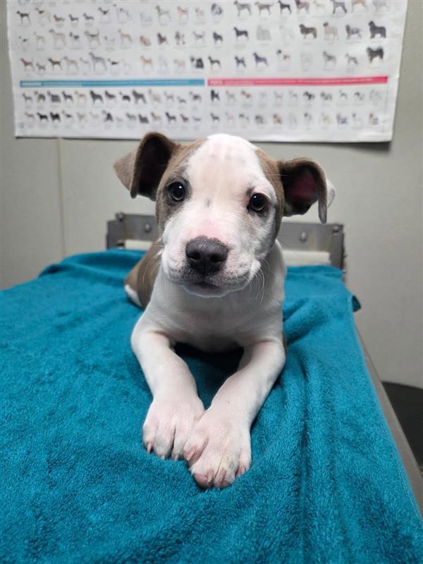 Enlarge Chaca, a Adoptable mixed breed in Hollister, CA image 1/1