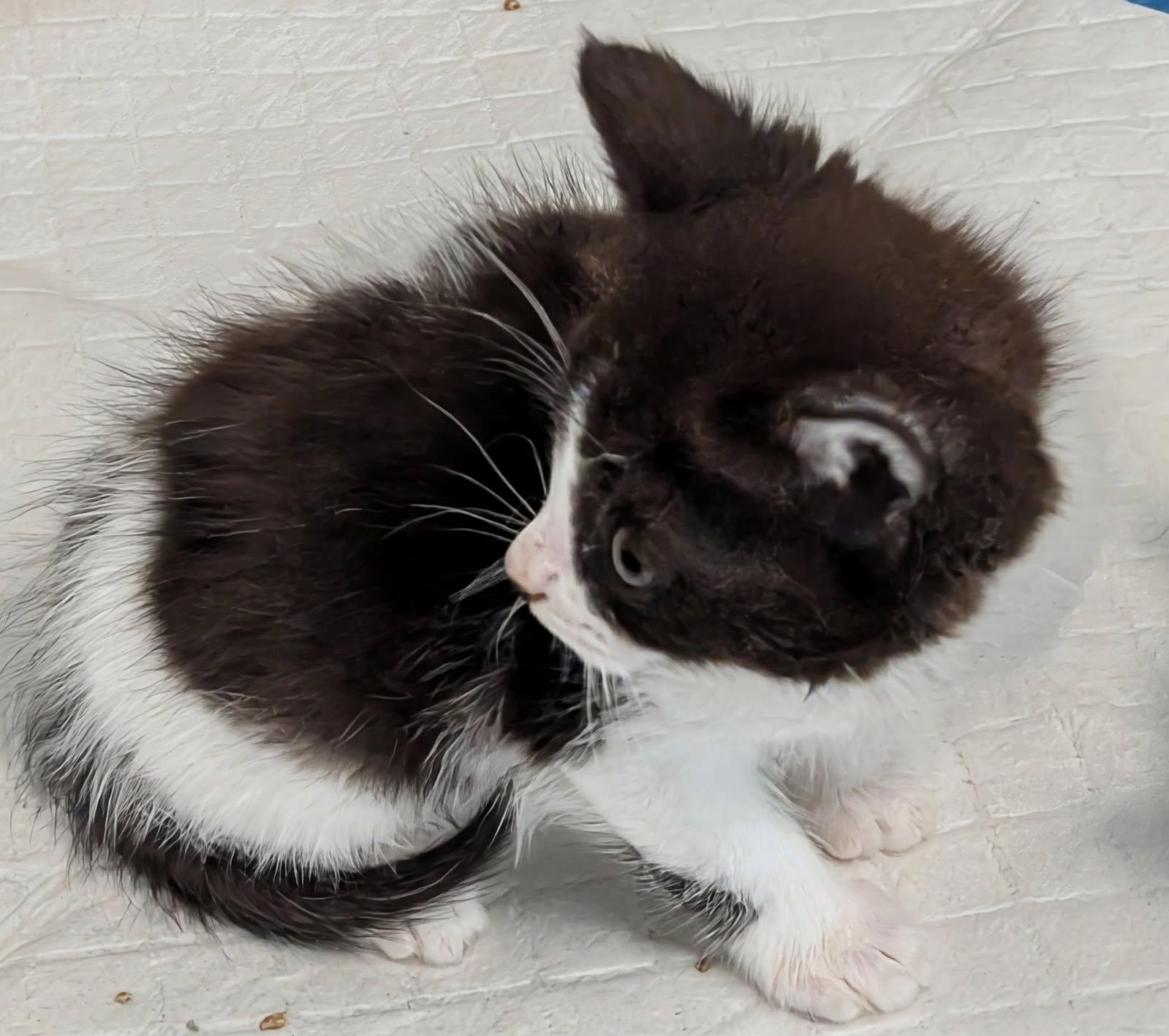 Enlarge Mushroom (Bonded to Risa), an adopted mixed breed in Ypsilanti, MI image 3/4