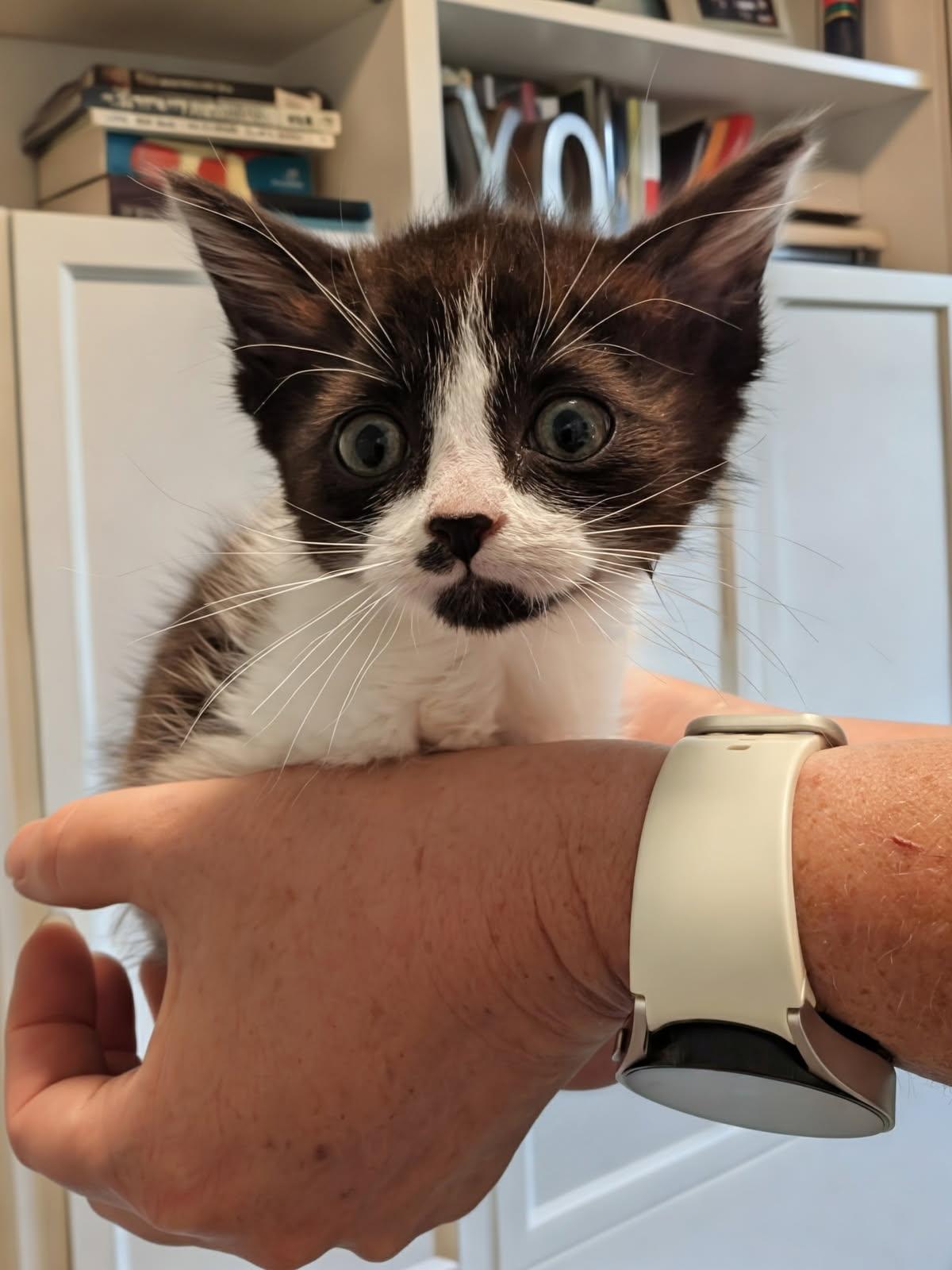 Mushroom (Bonded to Risa), adopted, Kitten Female Domestic Medium Hair.