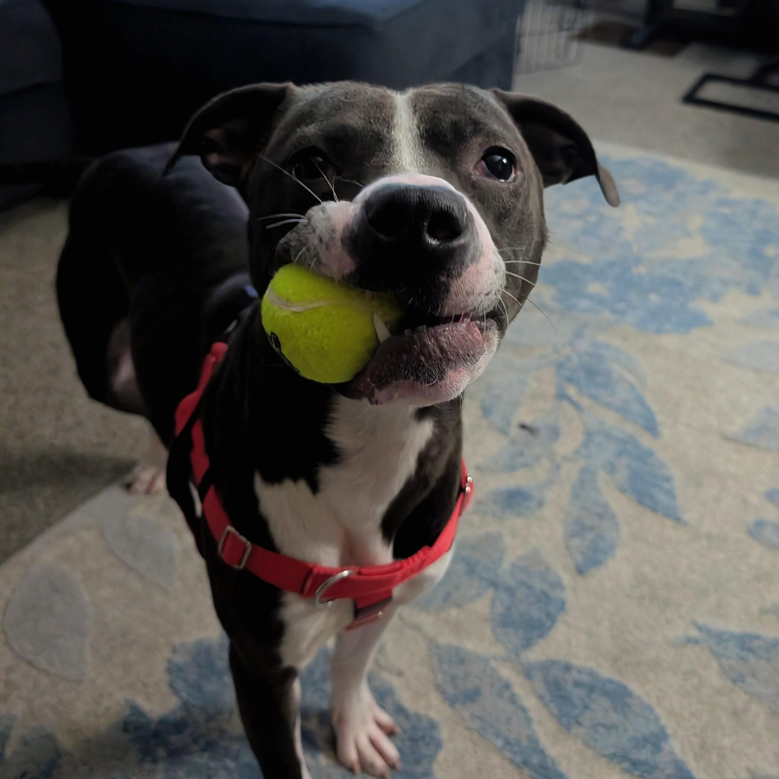Enlarge Lex, a ADOPTABLE Pit Bull Terrier in Westchester, IL image 6/6
