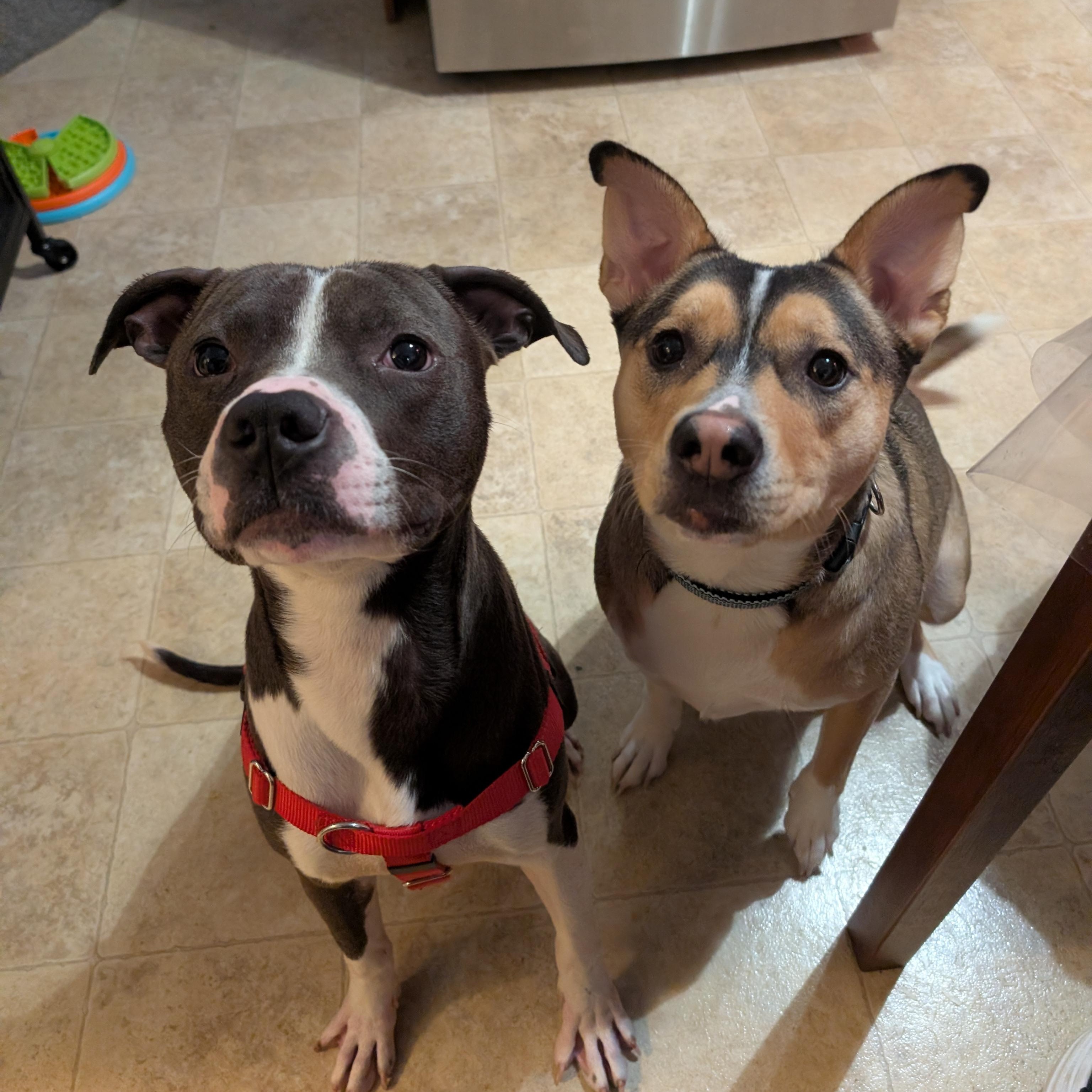 Enlarge Lex, a ADOPTABLE Pit Bull Terrier in Westchester, IL image 2/6