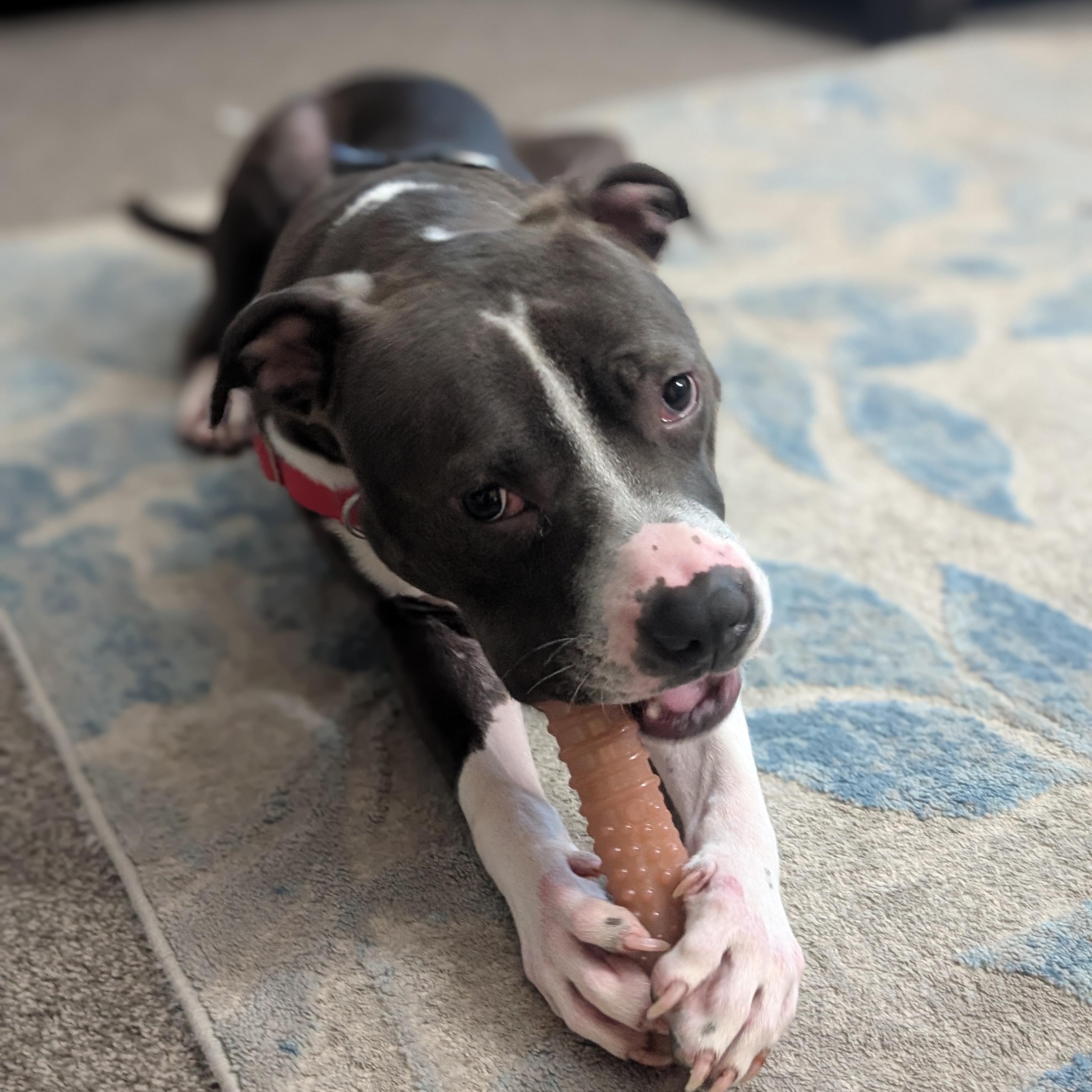 Enlarge Lex, a ADOPTABLE Pit Bull Terrier in Westchester, IL image 4/6