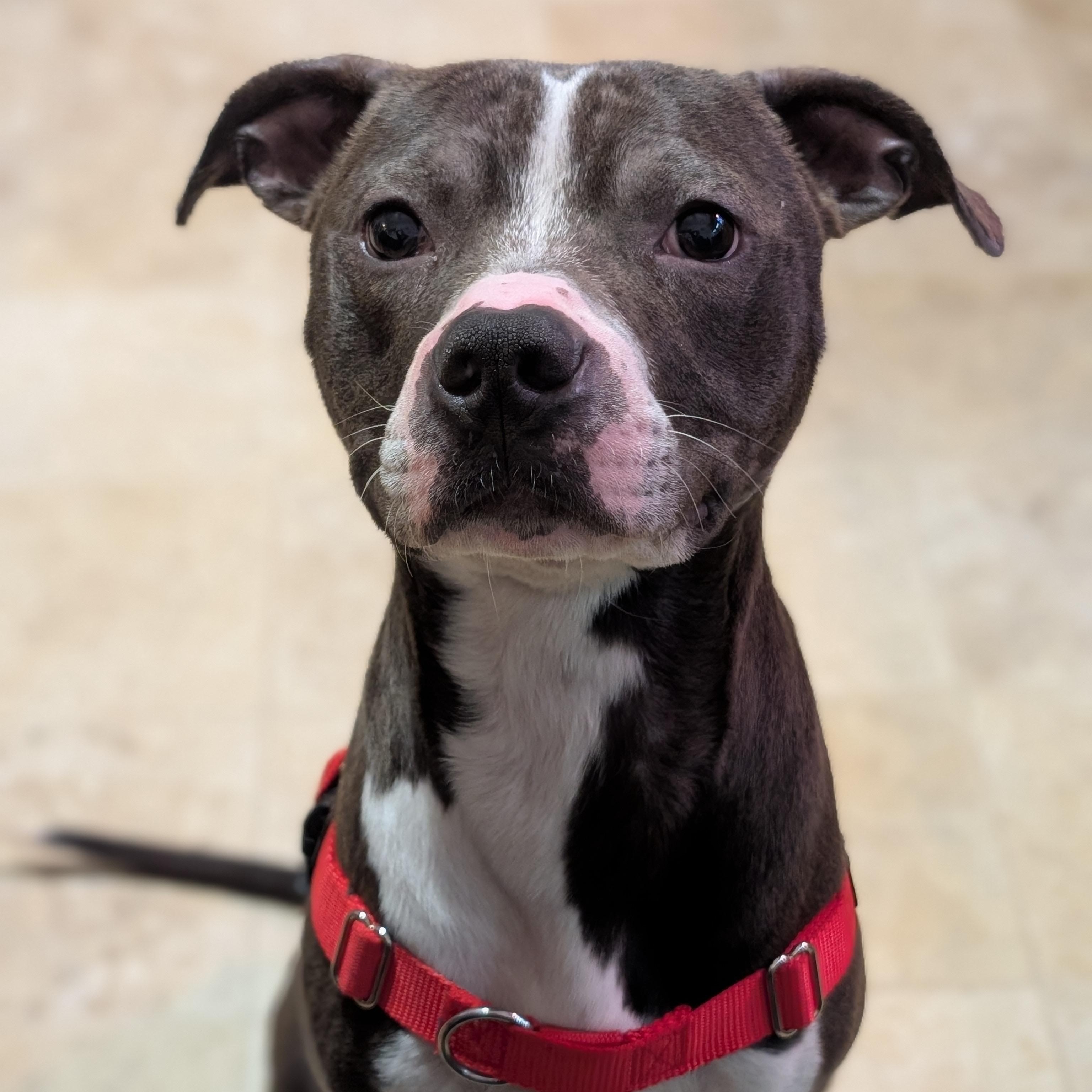 Enlarge Lex, a ADOPTABLE Pit Bull Terrier in Westchester, IL image 5/6
