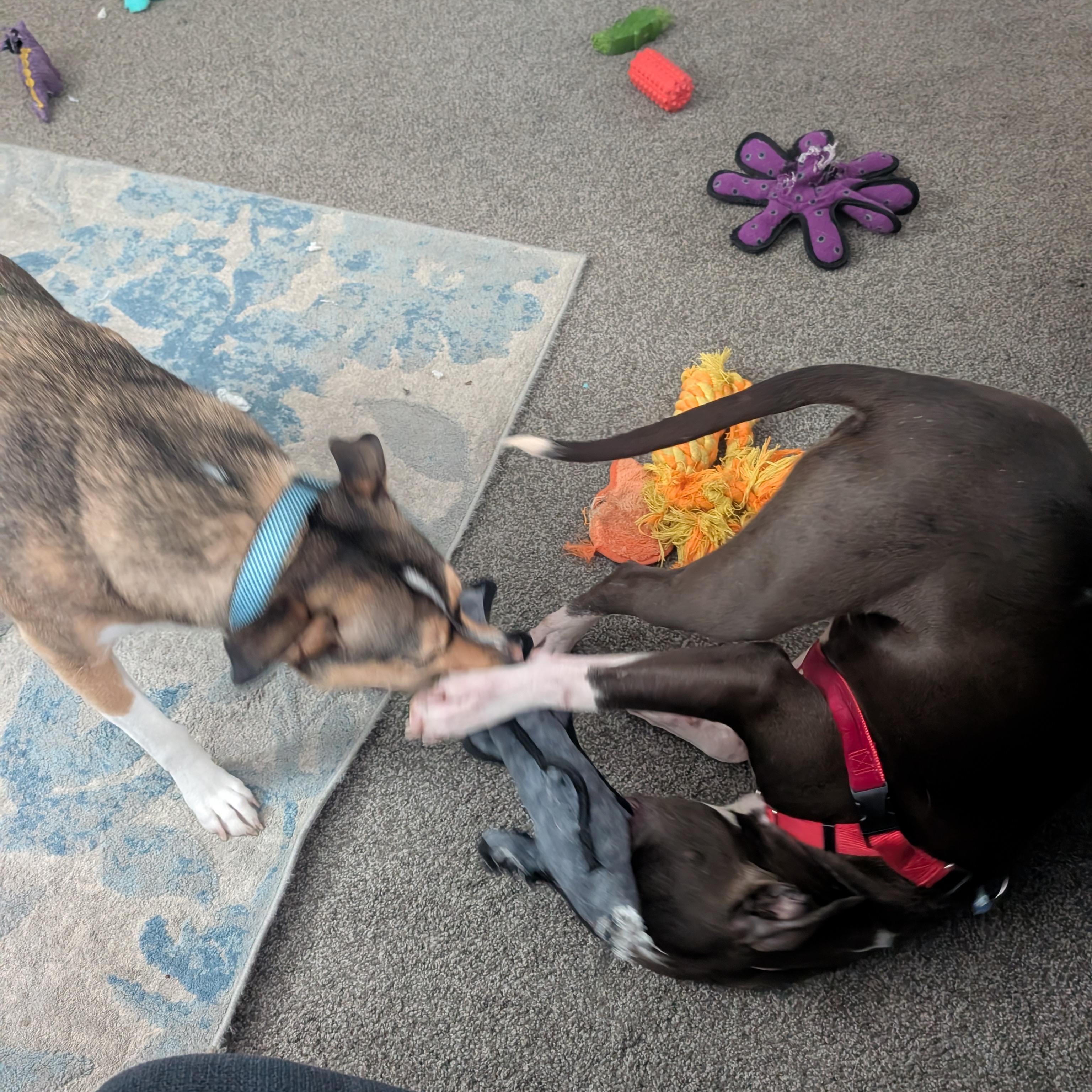 Enlarge Lex, a ADOPTABLE Pit Bull Terrier in Westchester, IL image 3/6