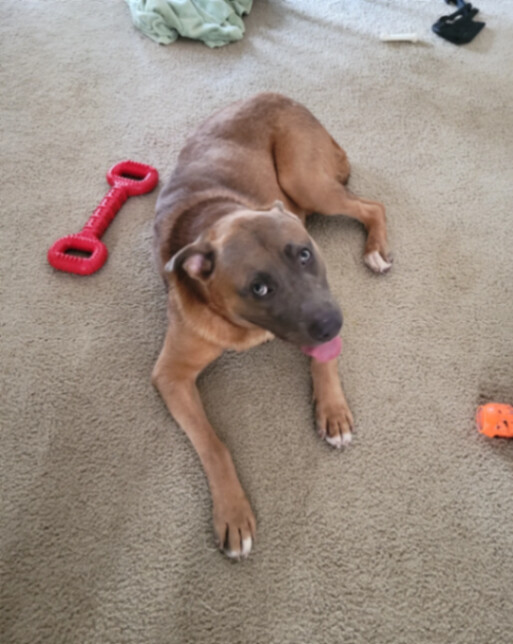 Enlarge Benny , a Adoptable mixed breed in Winter Park, FL image 2/5