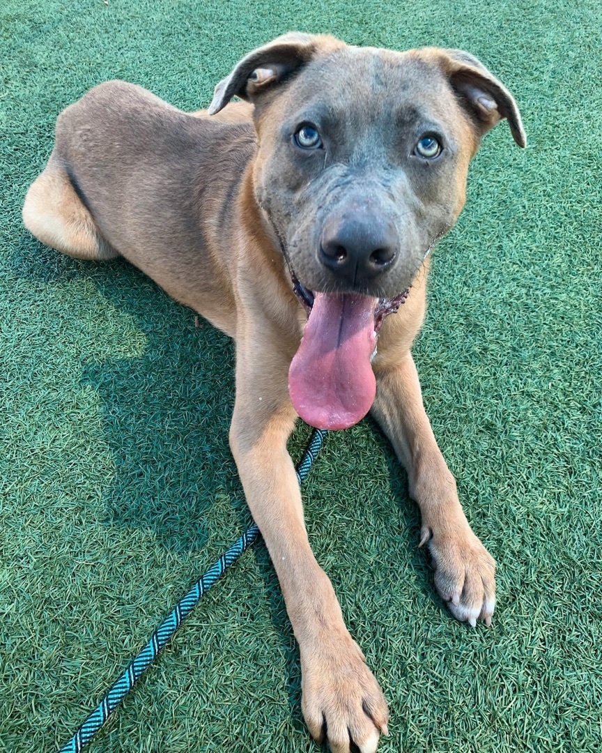 Enlarge Benny , a Adoptable mixed breed in Winter Park, FL image 3/5