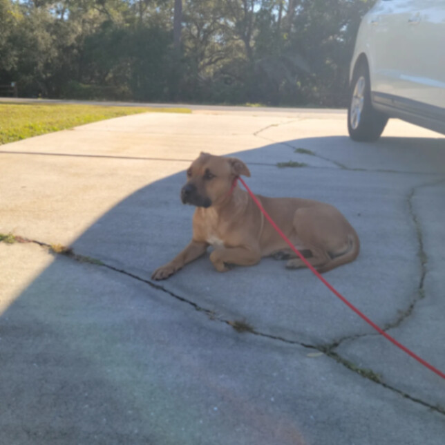 Enlarge Benny , a Adoptable mixed breed in Winter Park, FL image 4/5