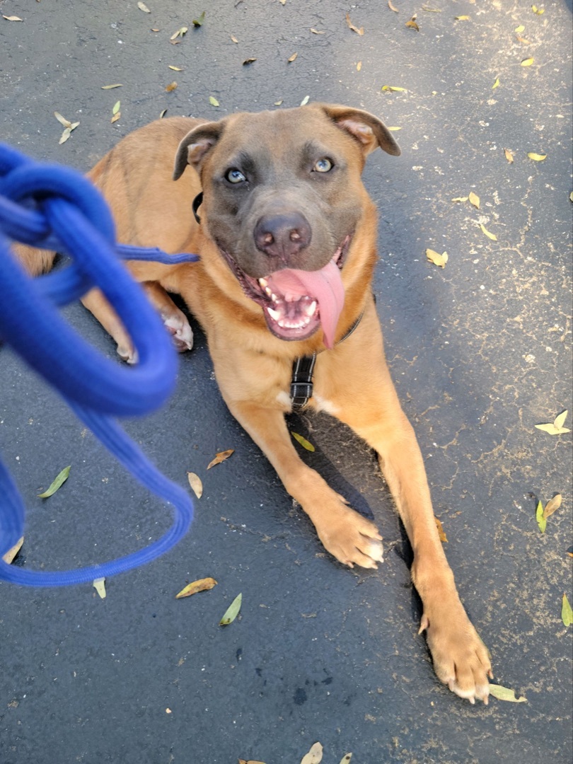 Enlarge Benny , a Adoptable mixed breed in Winter Park, FL image 5/5