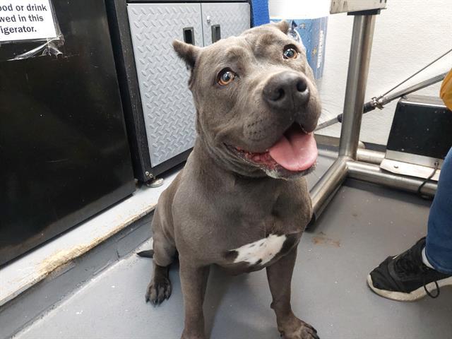 SAWEETIE, Adoptable, Adult Female Pit Bull Terrier.