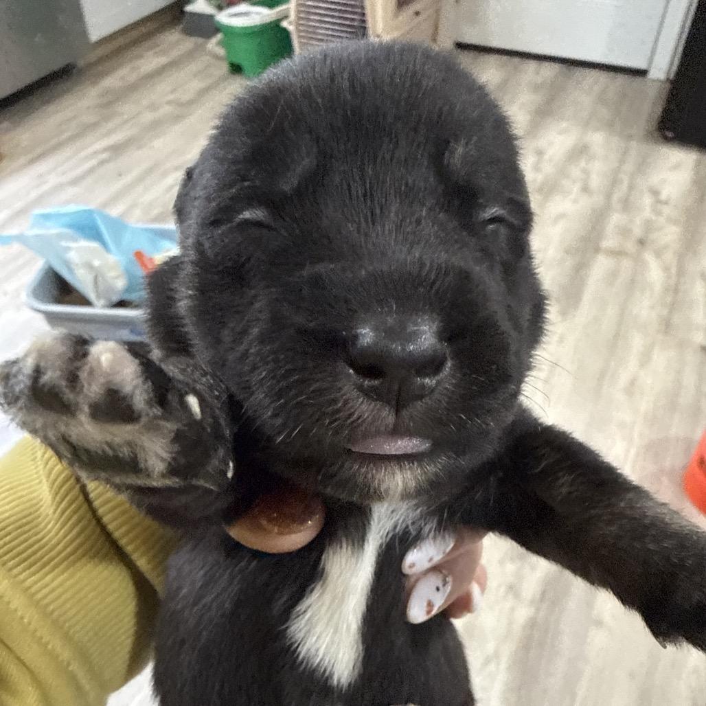 Enlarge Grant, a Adoptable Terrier in Sacramento, CA image 2/3