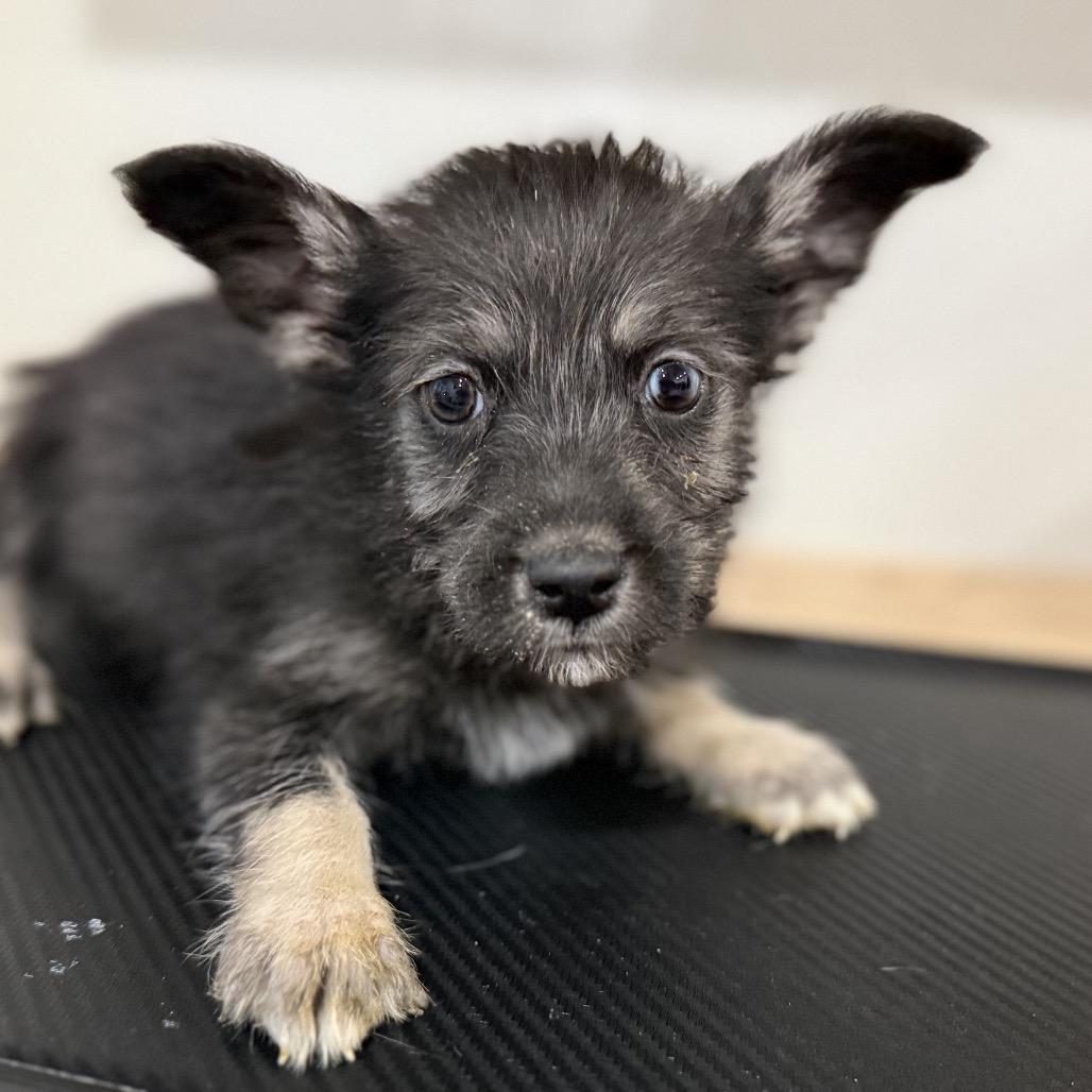 Enlarge Grant, a Adoptable Terrier in Sacramento, CA image 3/3