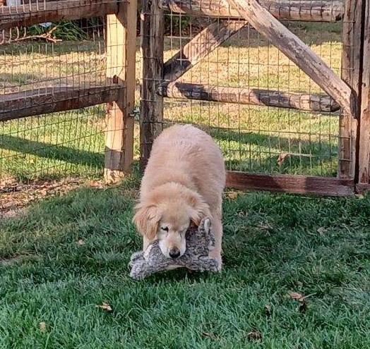Minna, a Adoptable Golden Retriever in Waterville, OH image 2/4