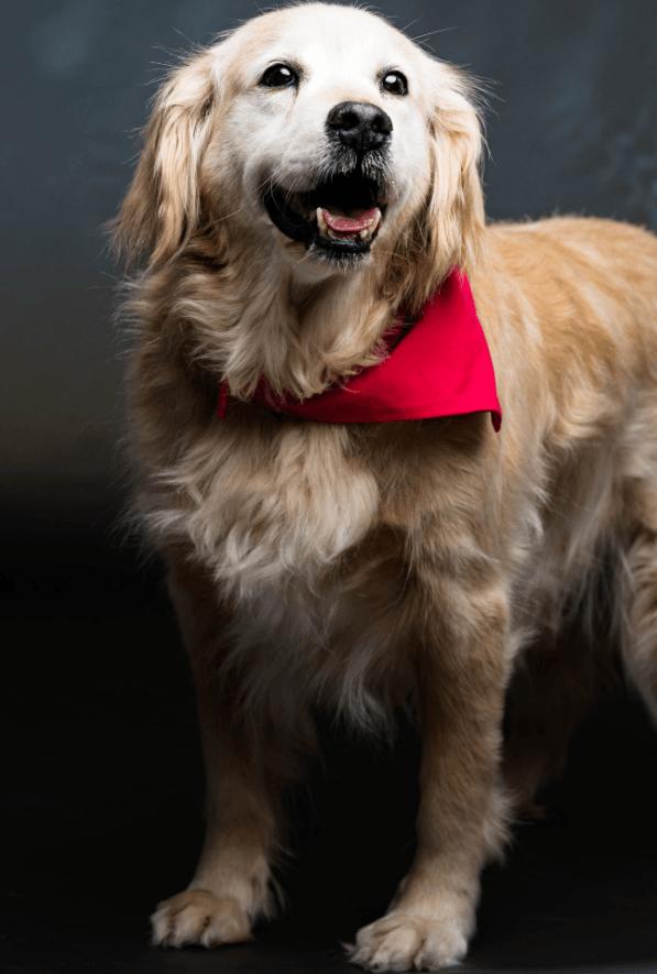 Minna, Adoptable, Adult Female Golden Retriever.