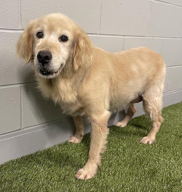 Minna, a Adoptable Golden Retriever in Waterville, OH image 3/4