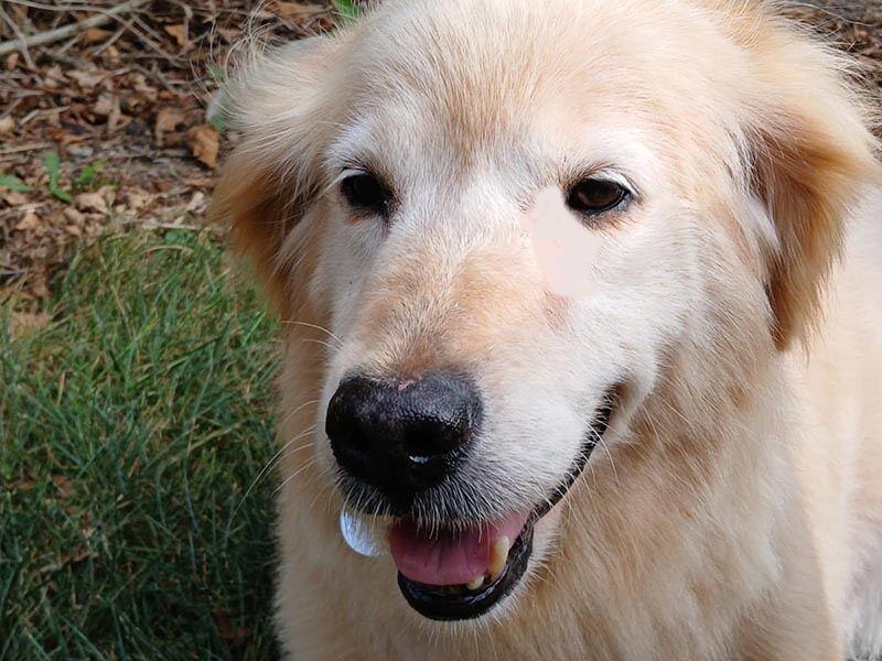 Minna, a Adoptable Golden Retriever in Waterville, OH image 1/4