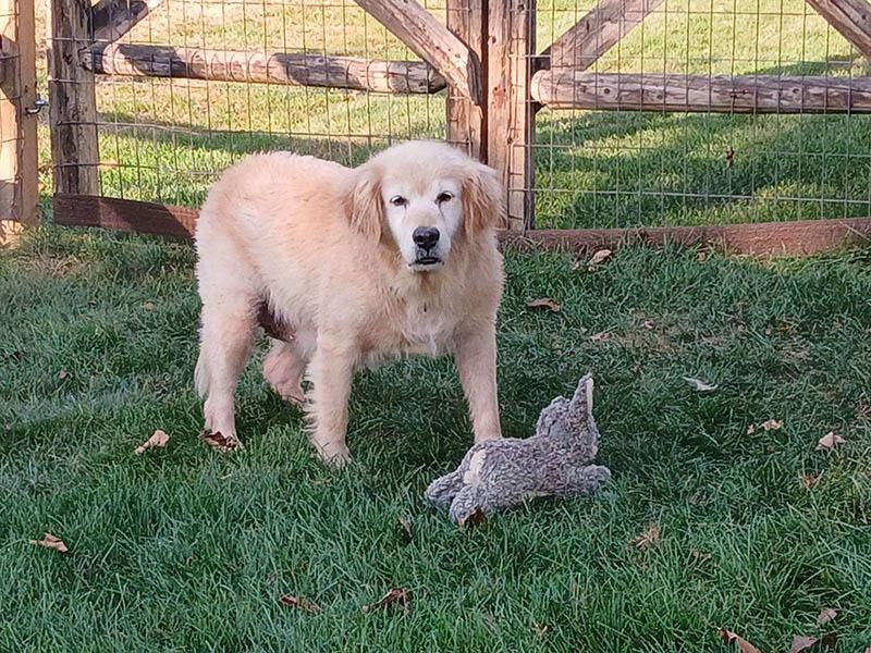 Minna, a Adoptable Golden Retriever in Waterville, OH image 4/4