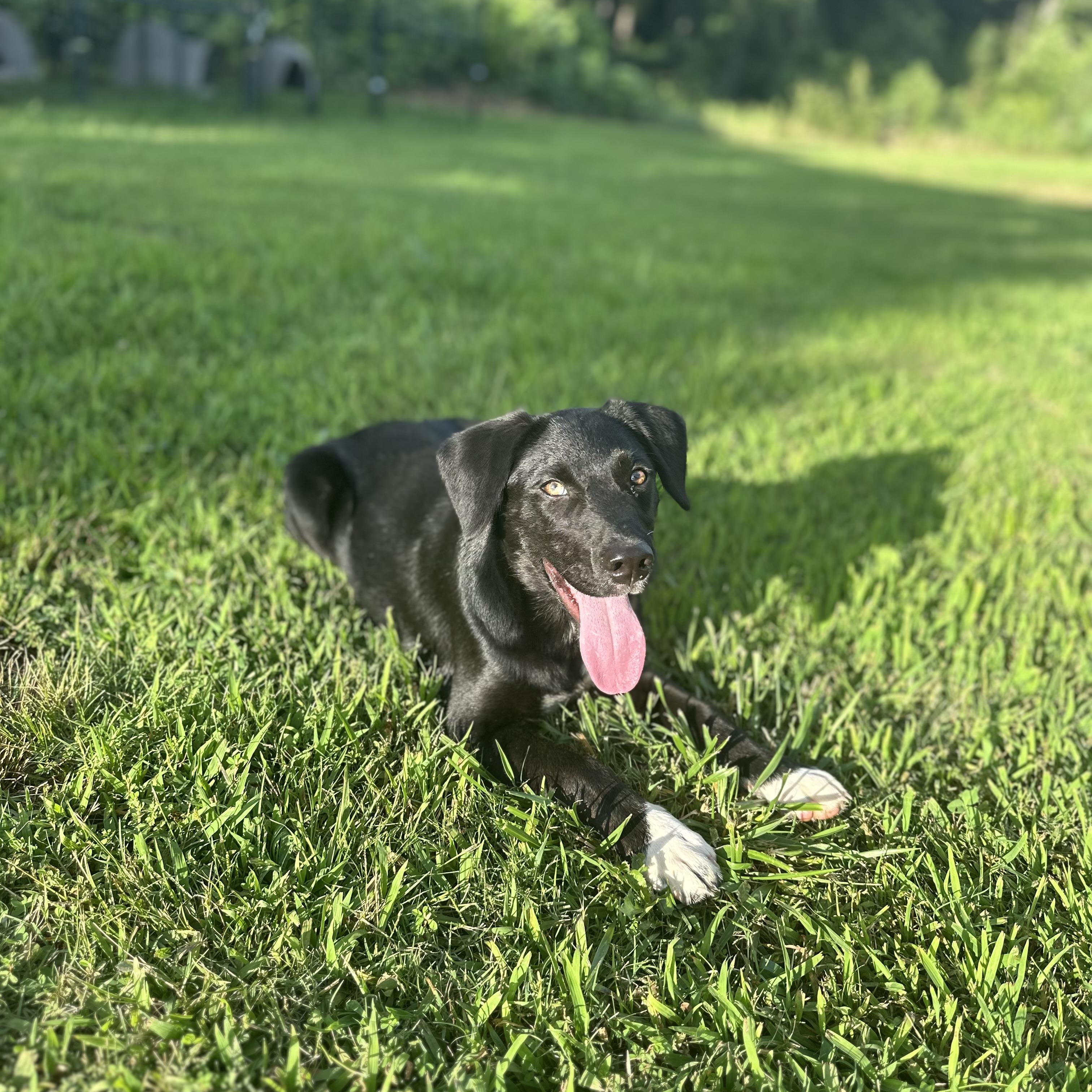 Steve, an adopted Black Labrador Retriever in Holly Springs, MS image 3/6