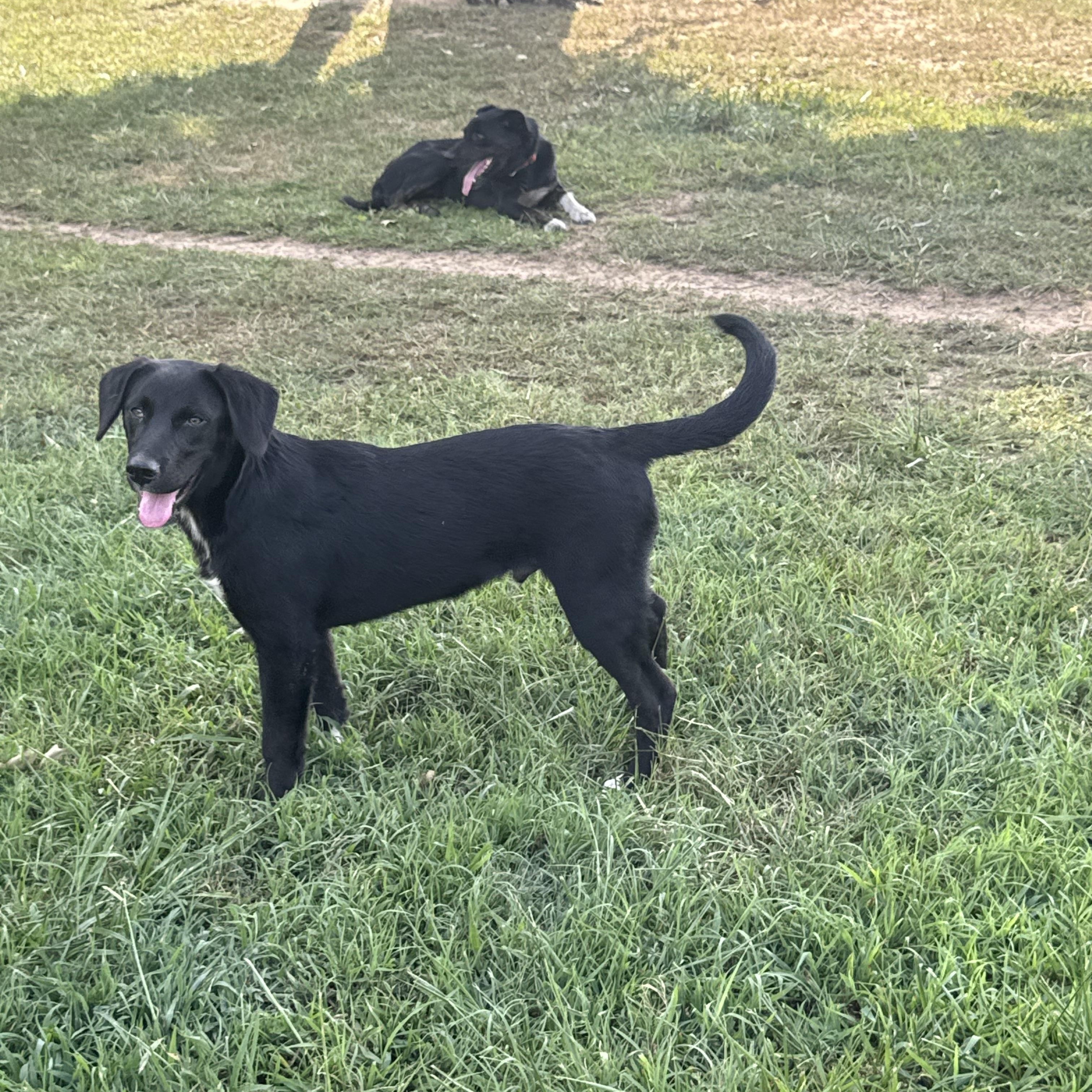Steve, adopted, Puppy Male Black Labrador Retriever.