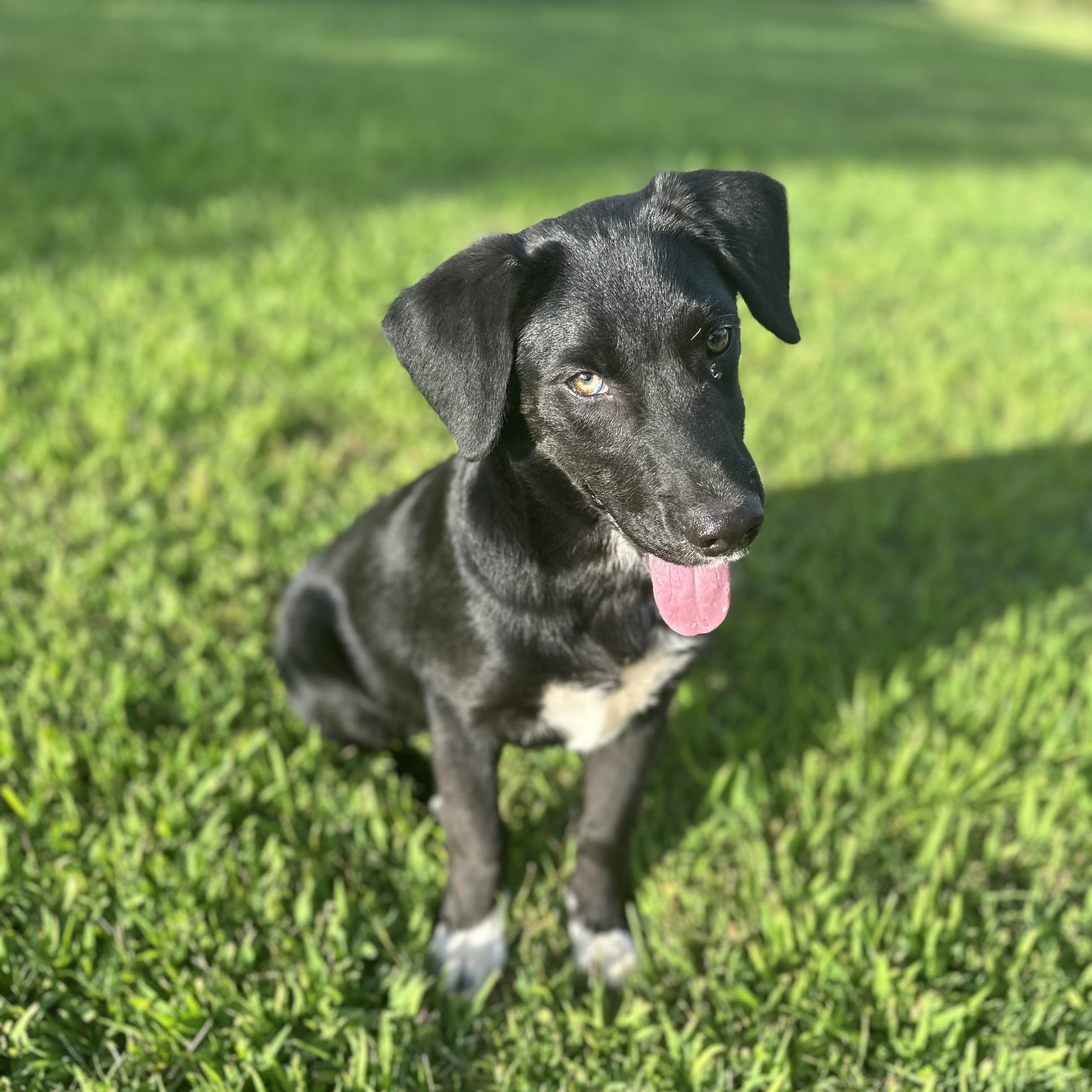 Steve, an adopted Black Labrador Retriever in Holly Springs, MS image 2/6