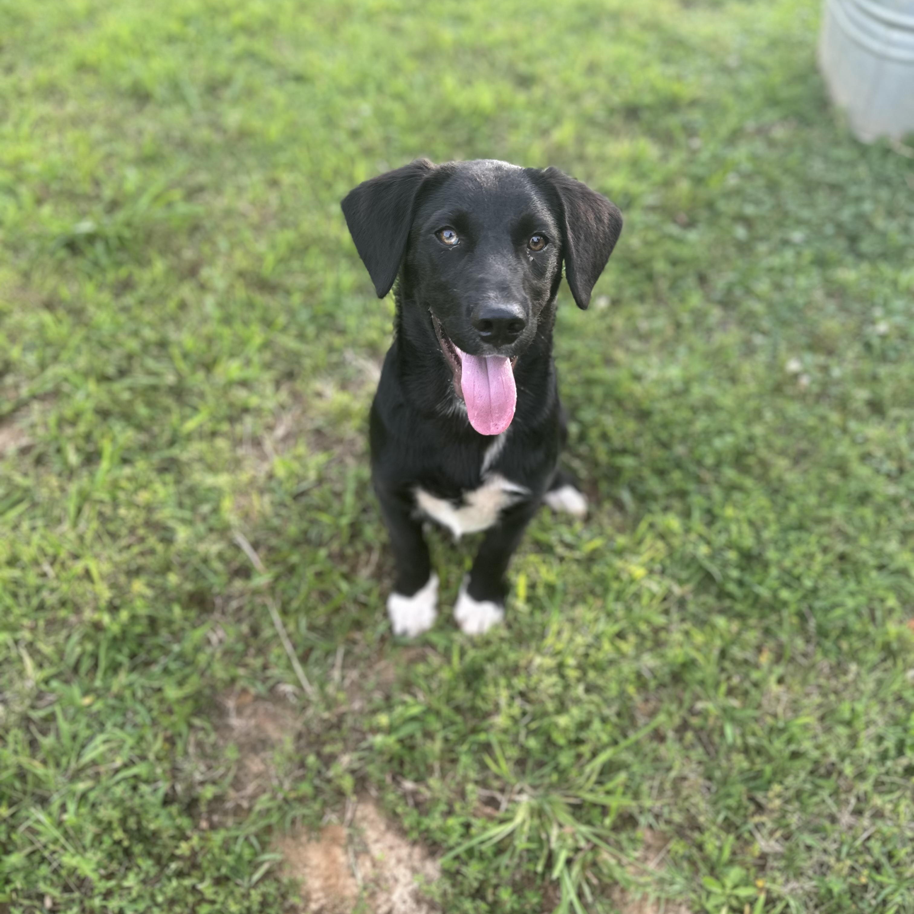Steve, an adopted Black Labrador Retriever in Holly Springs, MS image 6/6