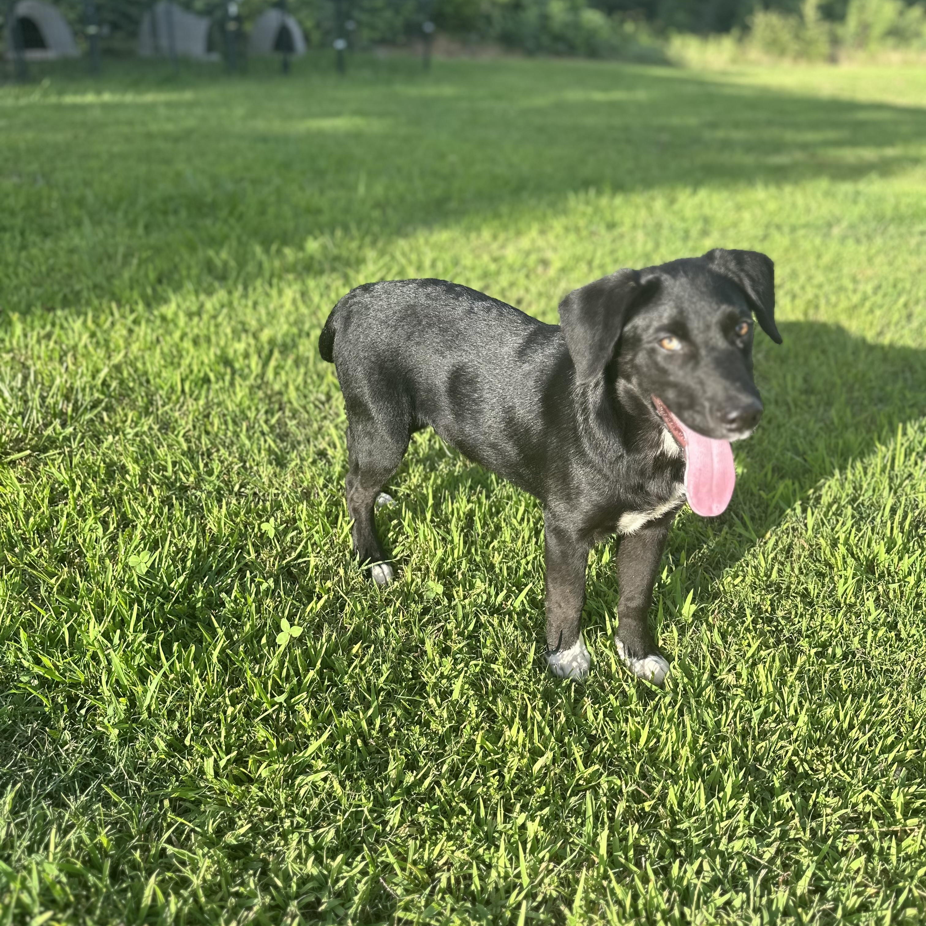 Steve, an adopted Black Labrador Retriever in Holly Springs, MS image 5/6