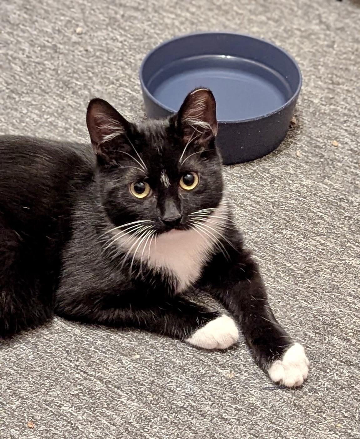 Enlarge Puddles, a Adoptable Domestic Short Hair in Pittsburgh, PA image 3/6